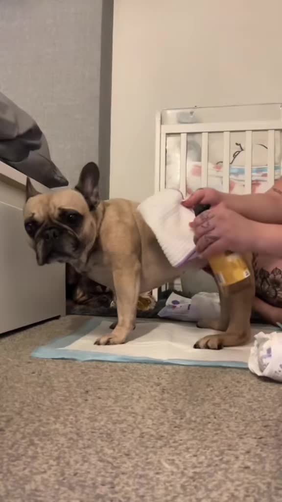 TikTok post by @bnb_bullys for Herbal Dog Co. Caption reads: The best dry shampoo @Herbal Dog Company Official....