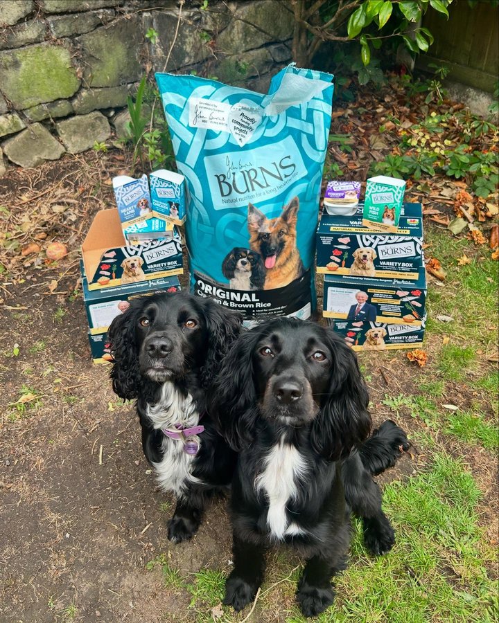 Instagram post by @ada_daisy_sprockers for Burns Pet Food. Caption reads: [...] loved their first meal! 😍 Burns Pet Food....