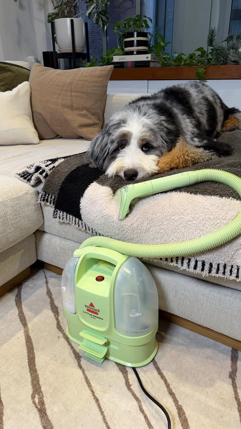 Instagram post by @trufflecosta for BISSELL. Caption reads: [...] Treat season is messy. Good thing the....