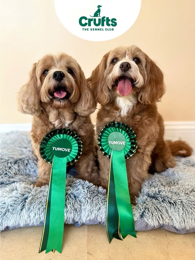 Instagram post by @rodneyandmabel_the_cavapoos for YuMOVE. Caption reads: [...] 📣 We are off to @crufts with @yumove_uk....