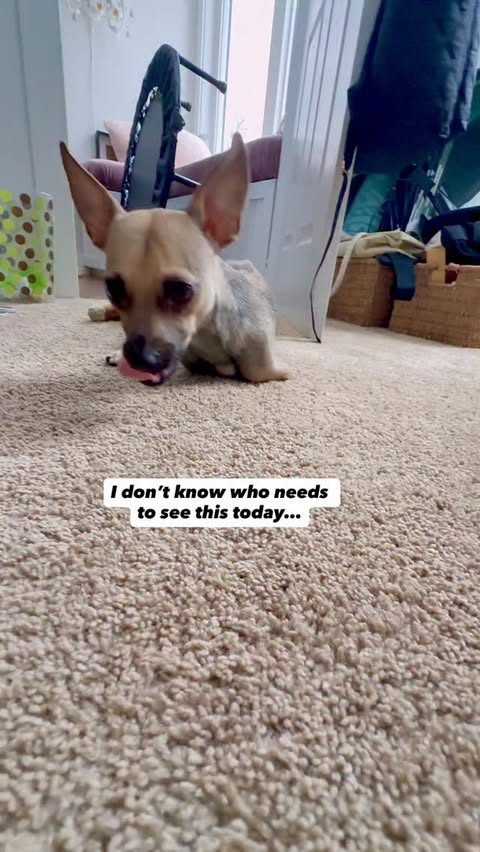 Instagram post by @amira.amiracle for WeRateDogs. Caption reads: XOXO Wyatt ❤️🥰Just an adorable two legged rescue....