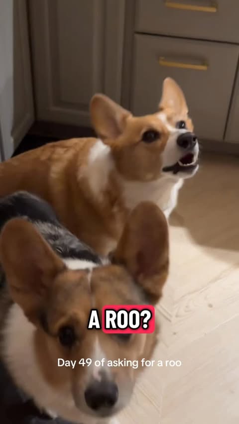 Instagram post by @corgiontop for PetHonesty. Caption reads: Don’t worry Cherry was compensated for the....