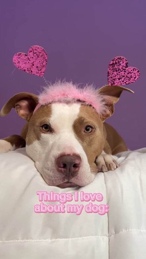 Instagram post by an influencer for Earthborn Holistic Pet Food. Caption reads: It’s the season of love and I love having treats &....