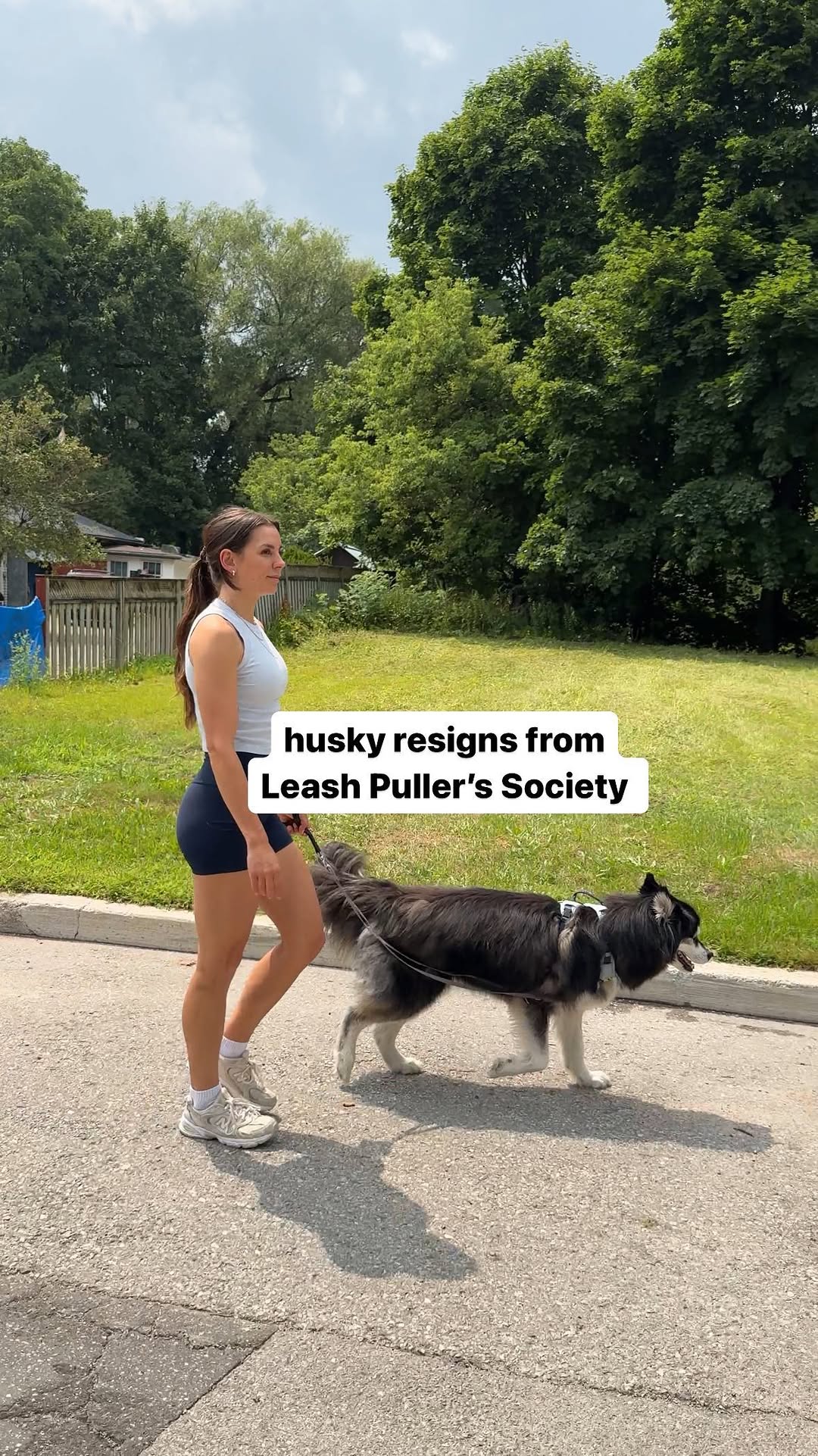 Instagram post by @levithehuskyrescue for Petsafe. Caption reads: #ad who wants to join the “not pulling”....