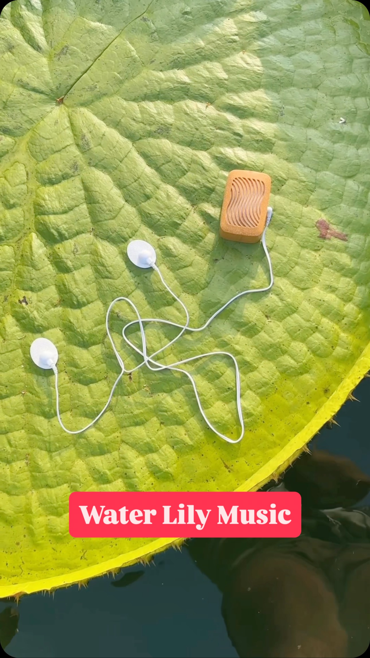 Instagram post by @redleafranch for PlantWave. Caption reads: [...] sounds of giant water lilies with....