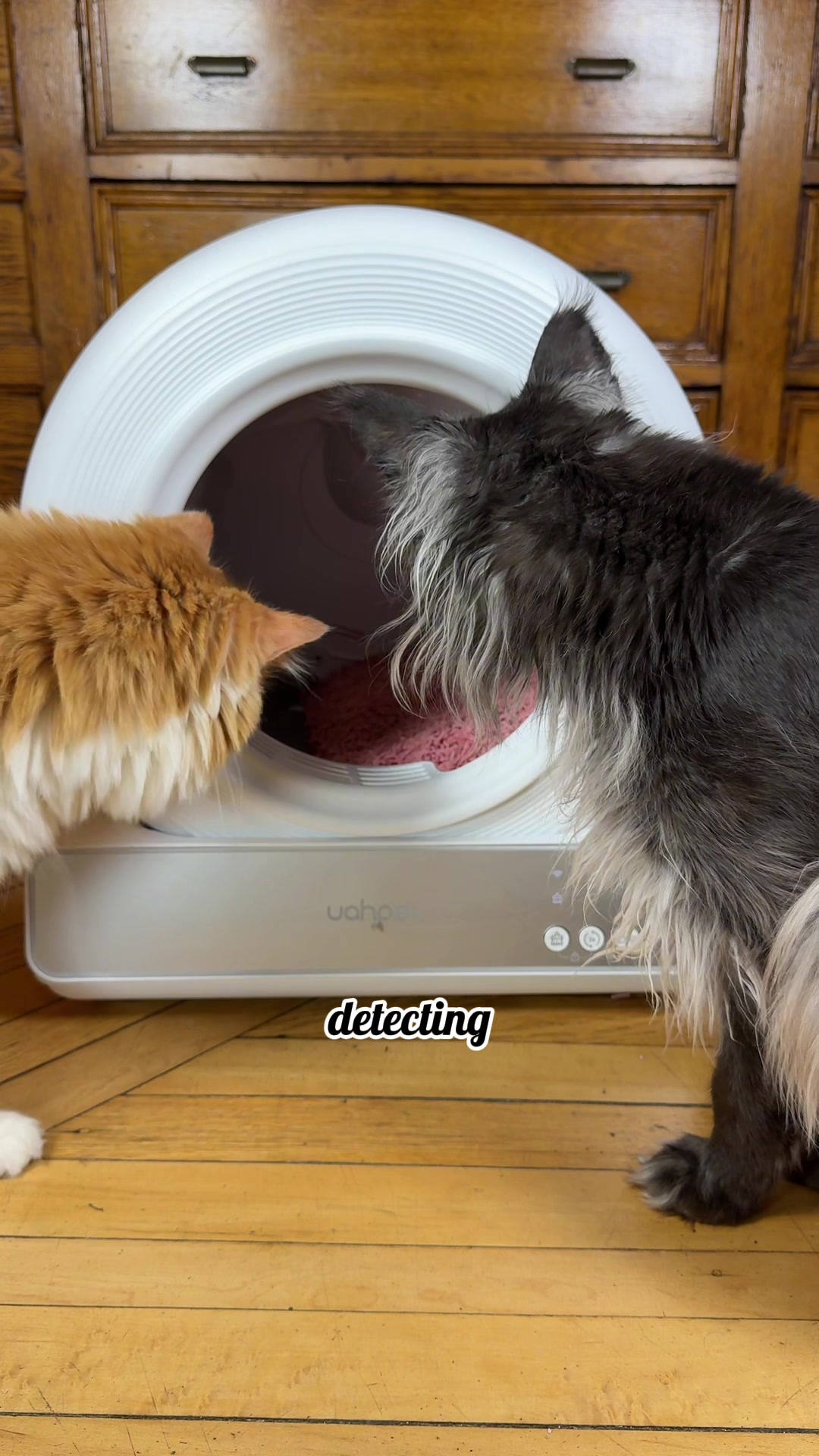 TikTok post by @kayjaypayyy for Uahpet Shop US. Caption reads: @Uahpet Shop US Happy cats, happy partner, happy....