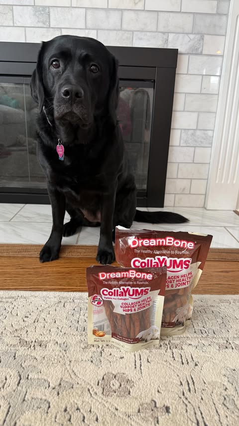 Instagram post by @theblacklabrador_poppy for DreamBone Chews. Caption reads: [...] and we are so happy we found @DreamBonechews....