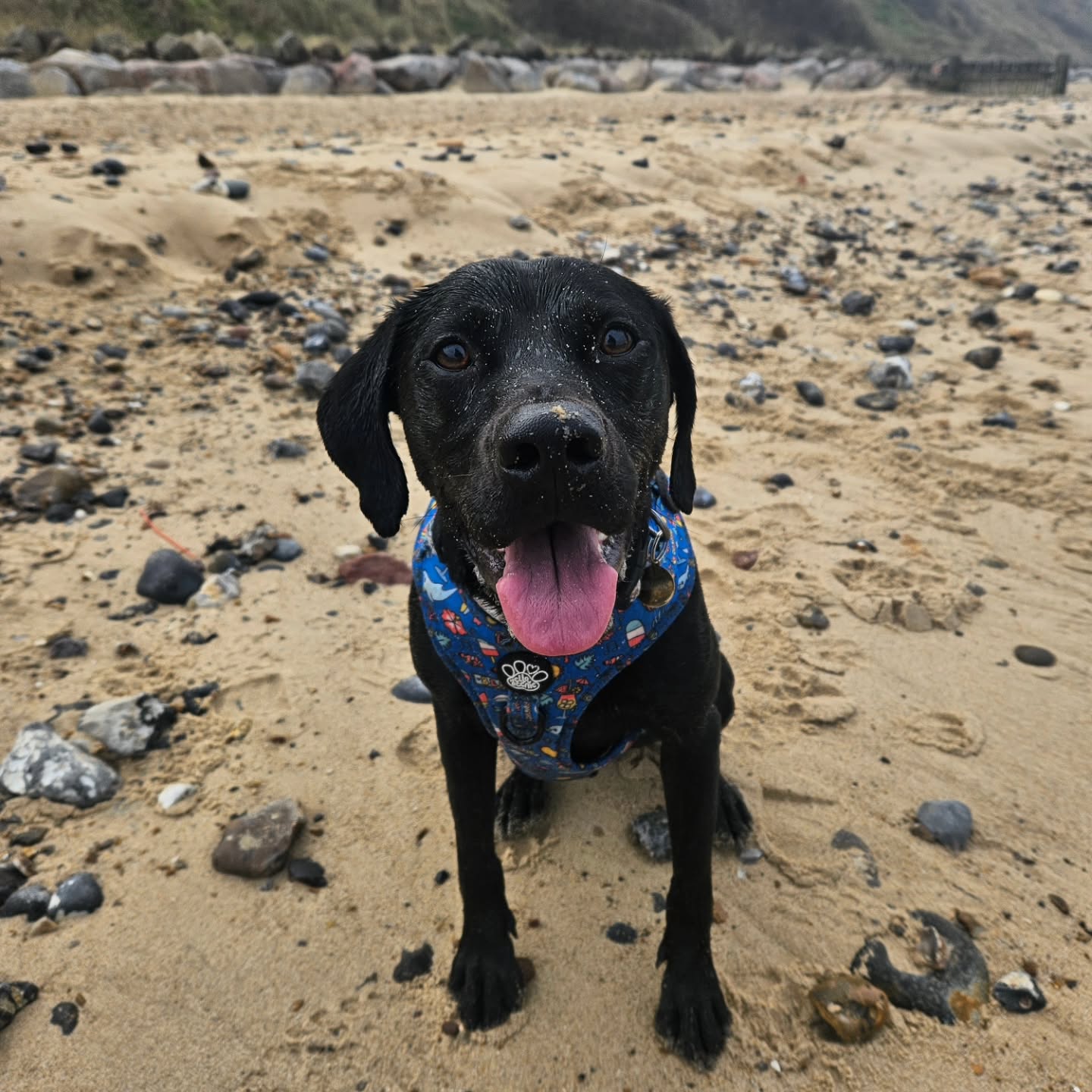 Instagram post by @sully2020ode2022 for Hello Beenie. Caption reads: [...] his medium Summer Loving harness from....