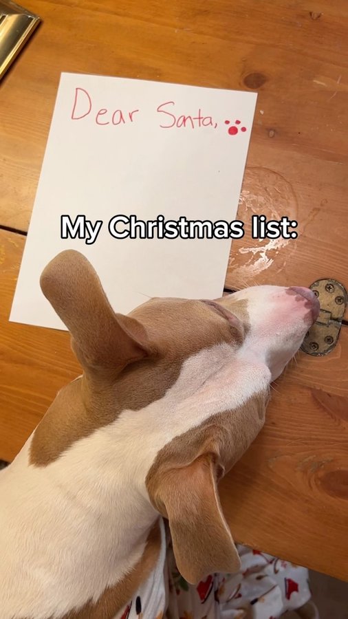 Instagram post by @polothepittie for Natural Dog Company. Caption reads: What's on your wishlist this year? 🎁 

Hoping I....