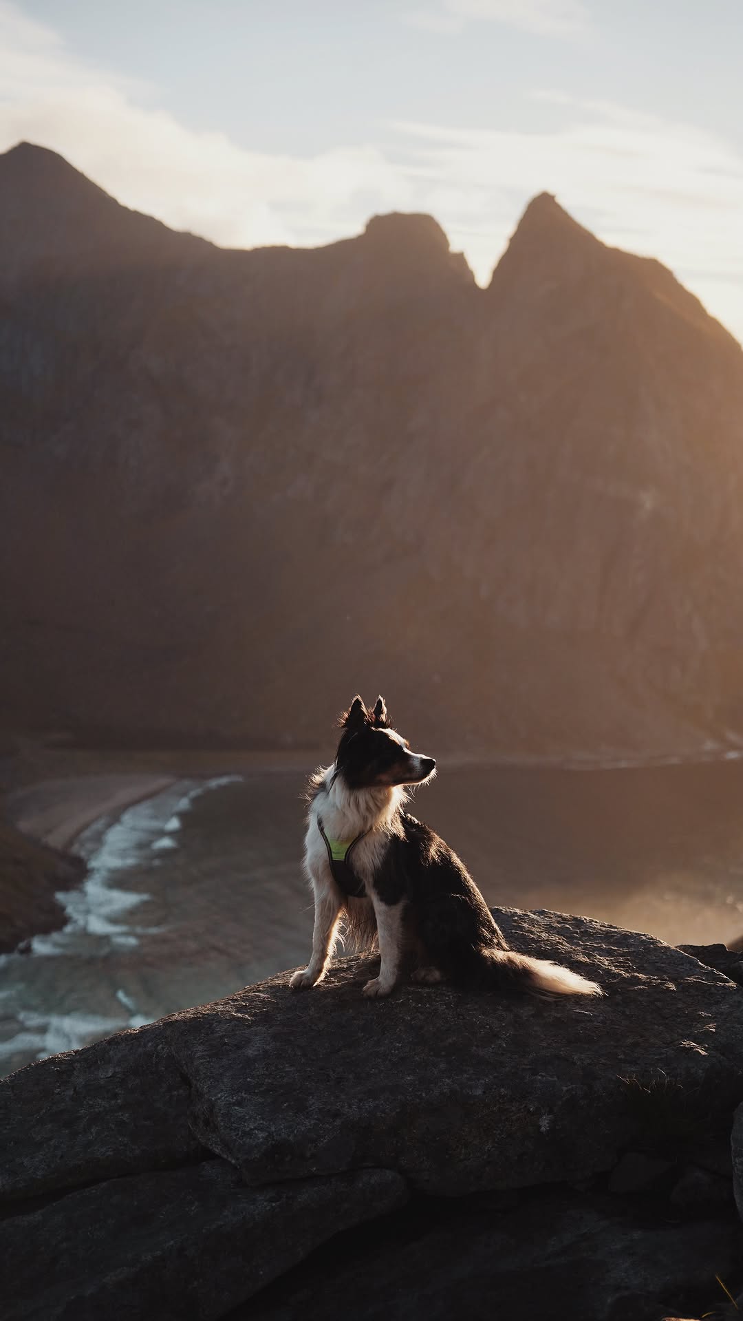 Instagram post by @igna.ferriol for Tractive. Caption reads: [...] un regalo.

Hace unos meses @tractive nos....