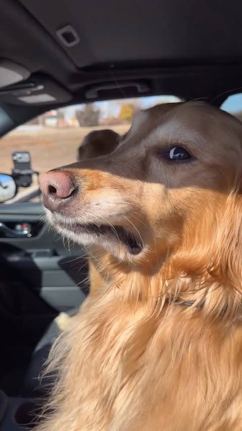 Instagram post by @aguyandagoldenn for The Farmer's Dog. Caption reads: My dogs stole their @thefarmersdog delivery off....