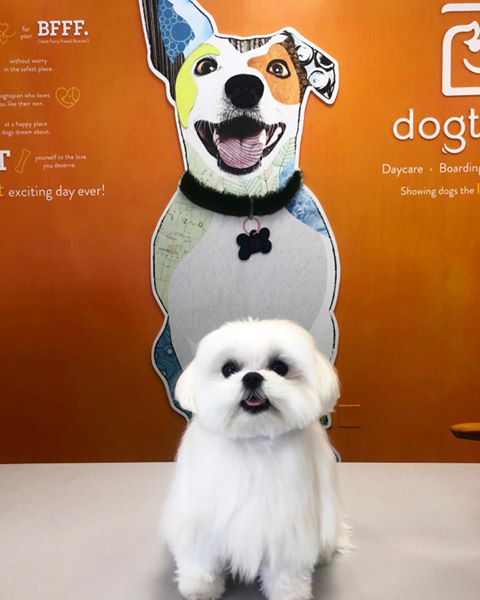 Instagram post by @cocothemaltesedog for The Dog Agency. Caption reads: #Ad #ItsTheMostExcitingDayEver at dogtopia! Their....