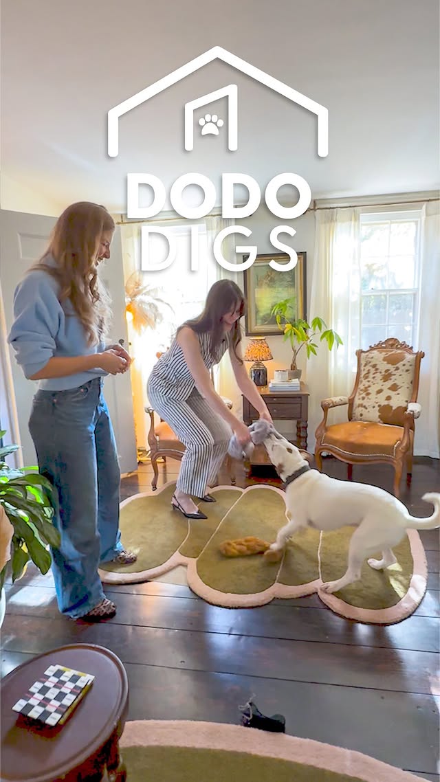 Instagram post by @rebeccakennedynyc for The Dodo. Caption reads: Jerry must bring a toy for new guests, and....