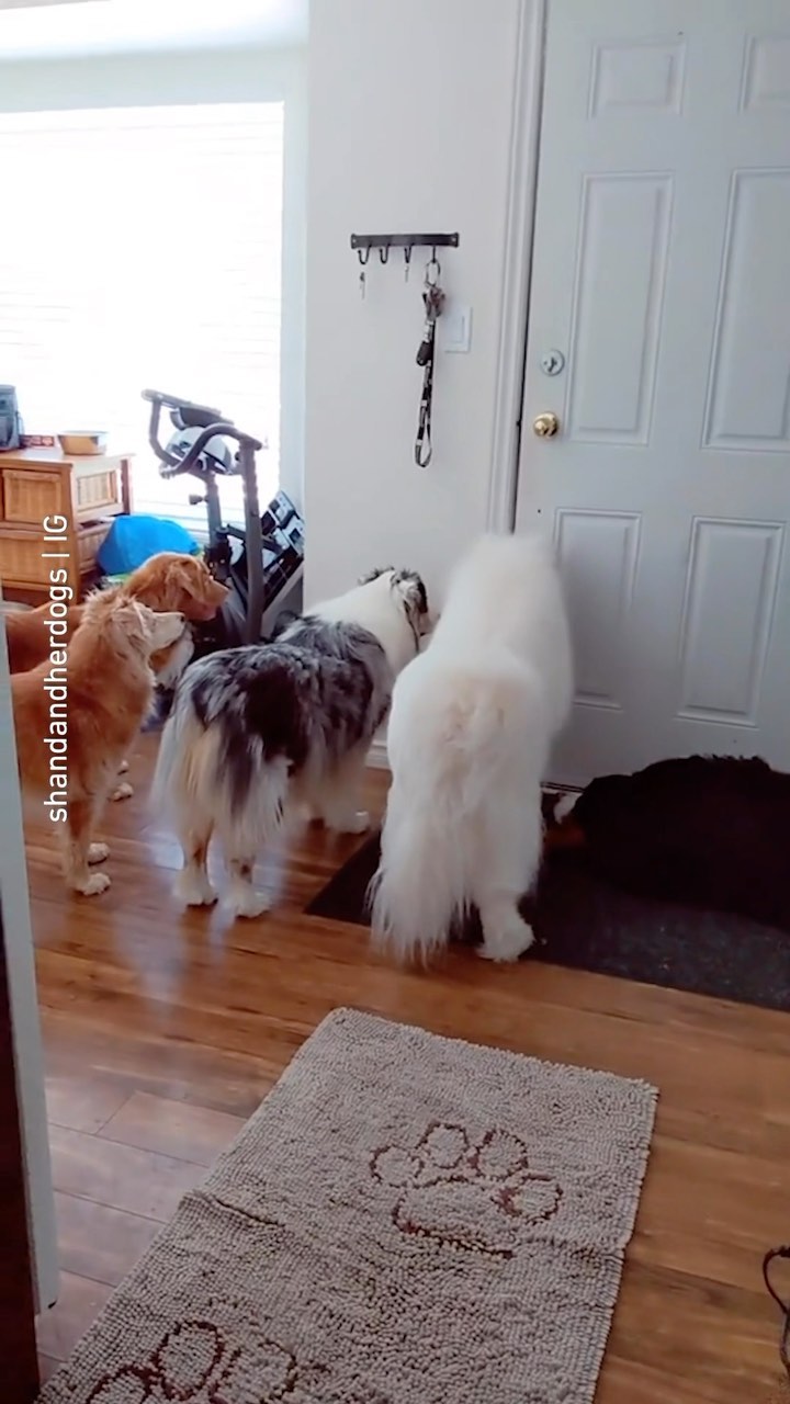 Instagram post by @shandandherdogs for Barked by 9GAG. Caption reads: Dogs when you leave the house 📹....