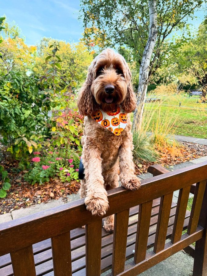 Instagram post by an influencer for Dog Bows Unlimited. Caption reads: [...] OOTD: 🎃 BOO bandana @dogbowsunlimited 🧡 👀....
