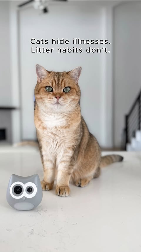 Instagram post by @two.golden.cats for Siipet. Caption reads: [...] impawtant stuff — LitterLens, thanks to....