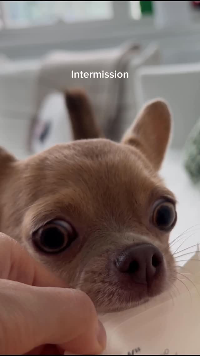 Instagram post by @tapiocathechi for Pupford. Caption reads: [...] #TrainWhereLifeHappens 
Treats are from....