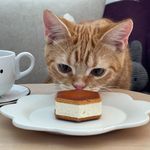 Instagram post by @shippona77 for DEAR BUTTER SAND. Caption reads: ↟ ↟ ↟
*
*
コレはにゃんにゃ.....?
*
今日のヒルカシ𐂐....