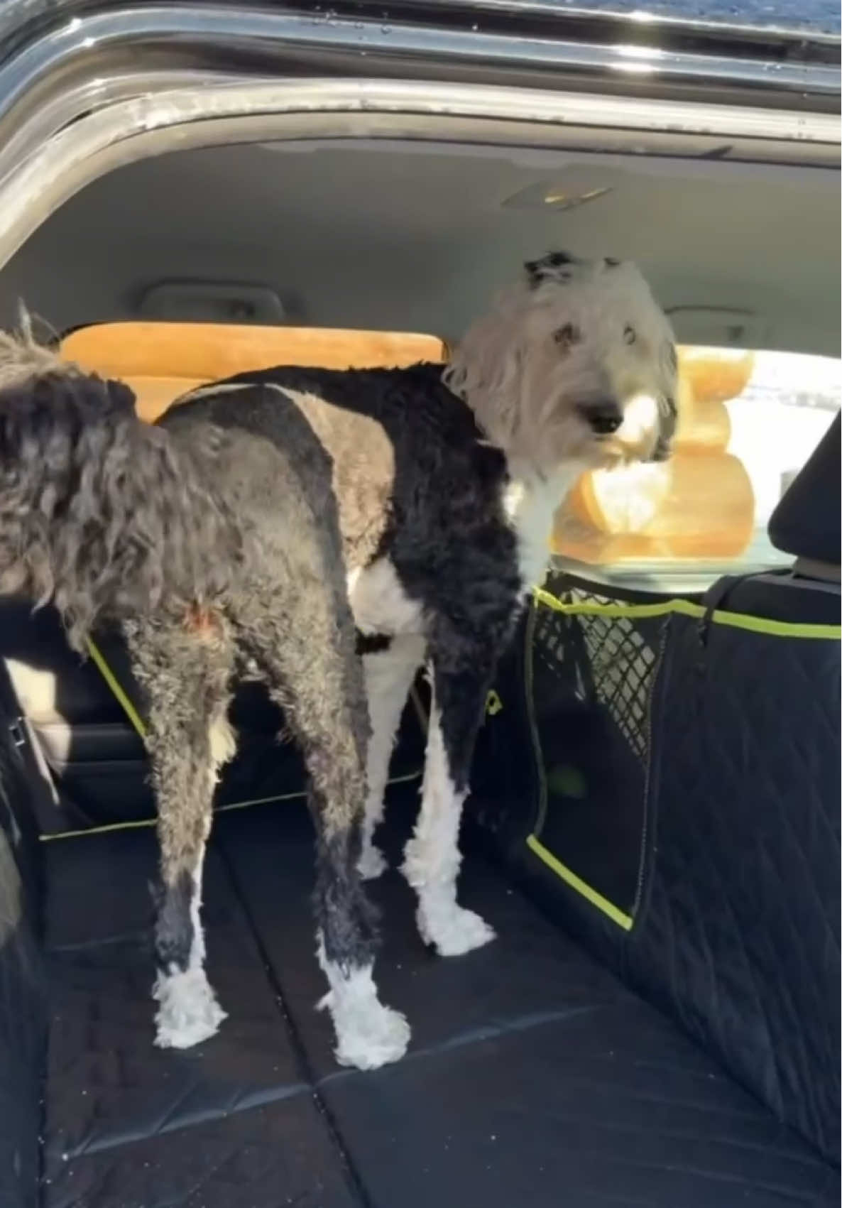 TikTok post by @whataboutbunny for Pecute. Caption reads: @Pecute Official #doglife #talkingdog [...].