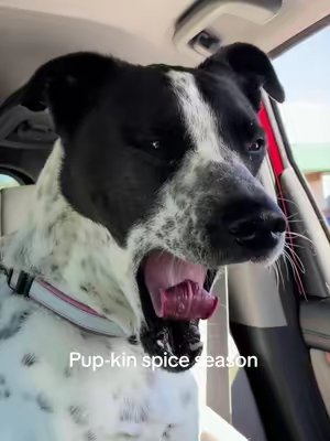 TikTok post by @rosiedog2020 for Woof Pet. Caption reads: [...] #psl #lipsync #dogtreats #funnydogs @Woof....