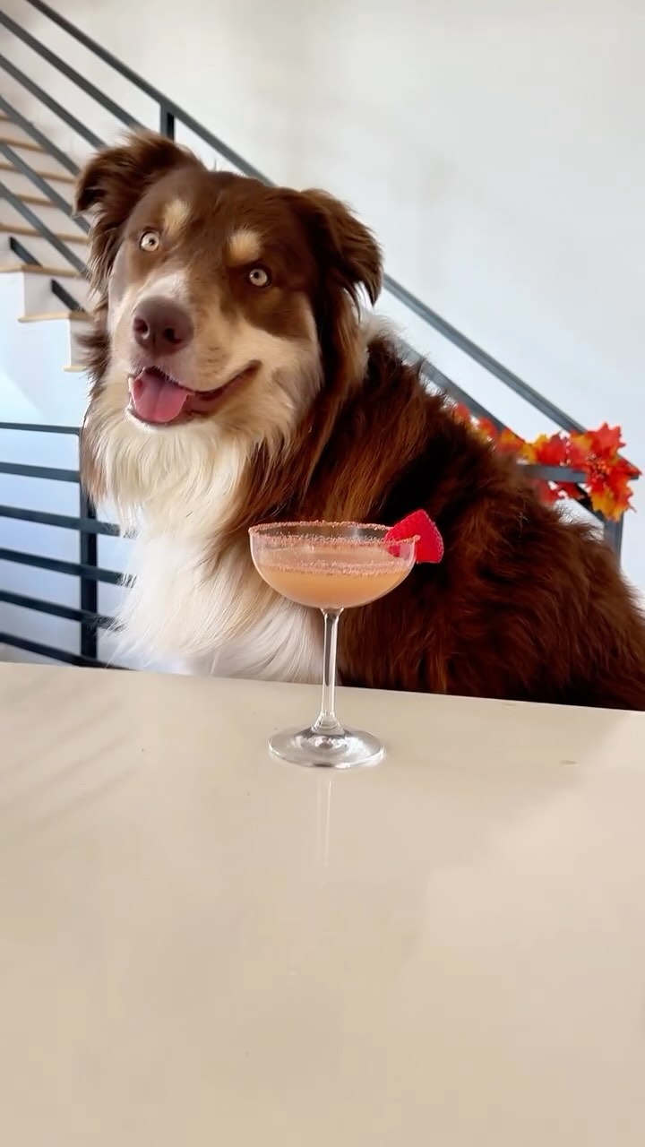 Instagram post by @sinnaspeaks for Natural Dog Company. Caption reads: Let’s wave farewell to summer with this adorable....