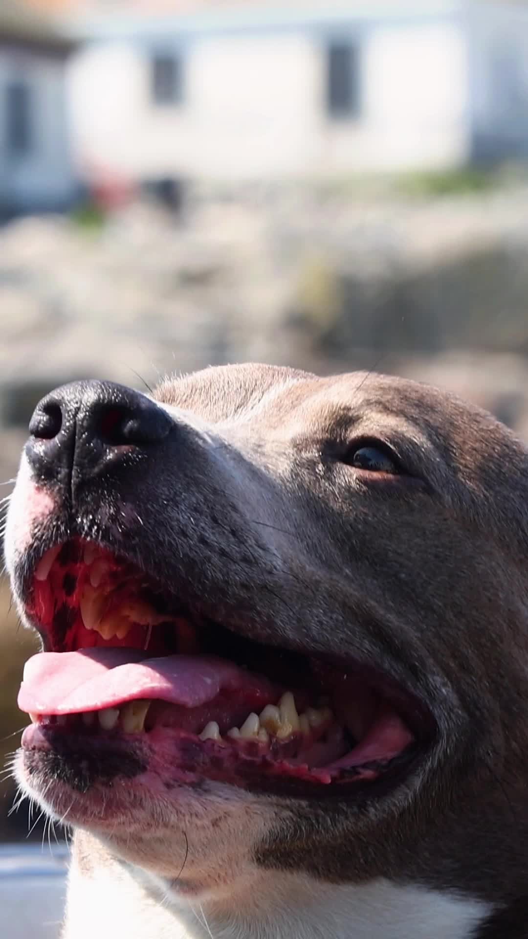 Instagram post by @dogbreathphotography for Wacom. Caption reads: Meet Xube: adventure pup, boat ride enthusiast,....