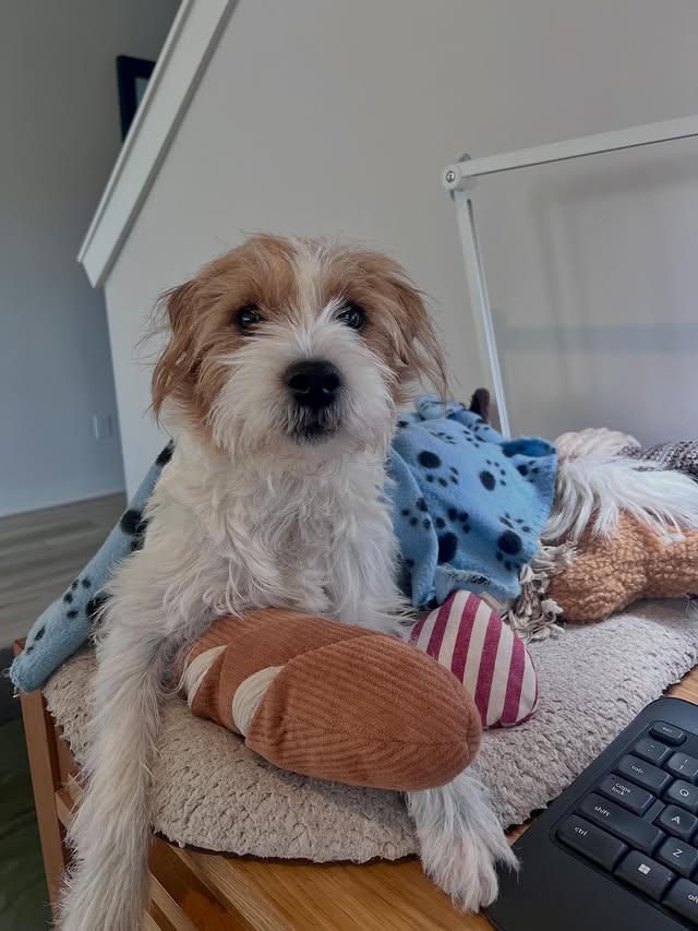 Instagram post by @montyandpennytheparsons for Lambwolf. Caption reads: [...] day at work 🤓!! Have my essential....