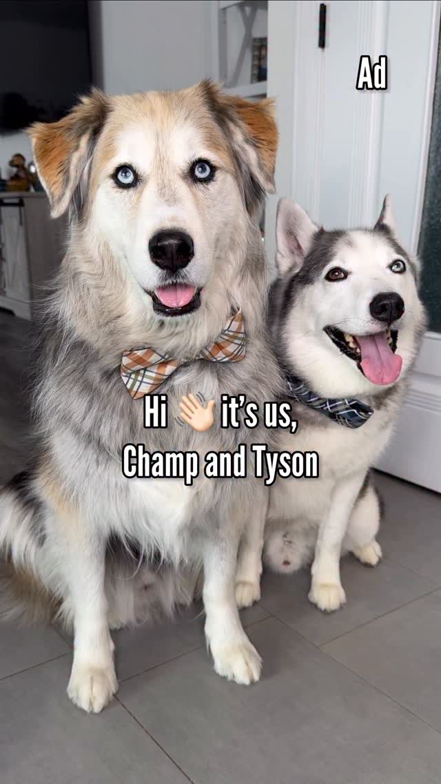 Instagram post by @halfhuskybros for Zoetis Petcare. Caption reads: [...] Tyson from preventable illnesses.....