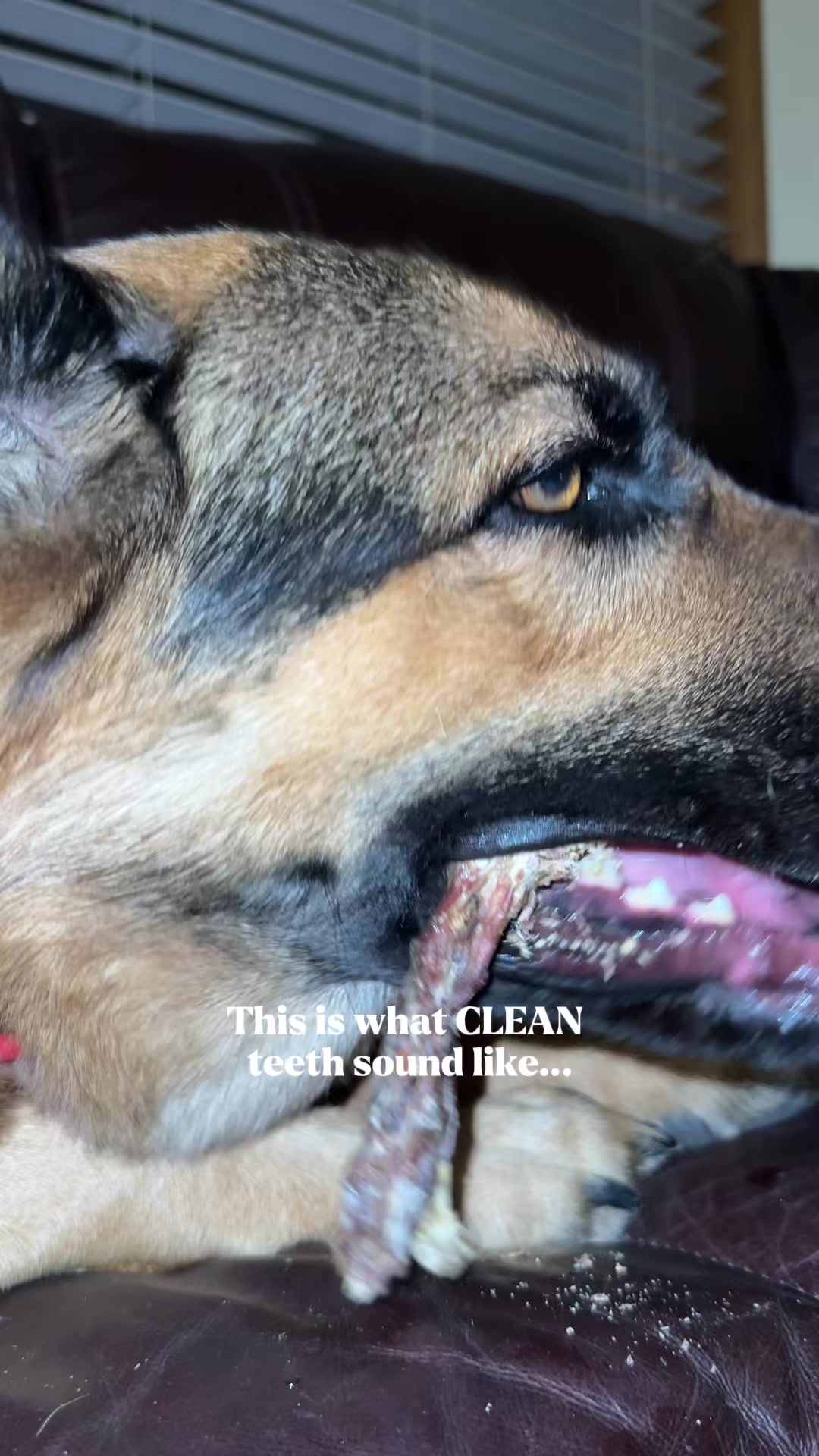 TikTok post by @michelleandherpups for King Lou. Caption reads: What a crunch!!! @King Lou #dogtok #dogsoftiktok....