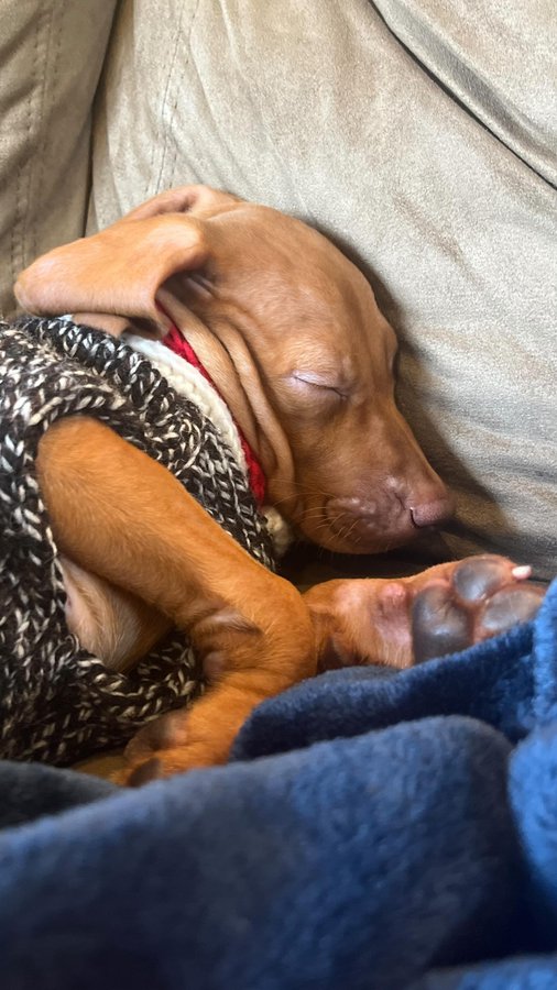 Instagram post by @waffles_the_vizsla for The Dog Agency. Caption reads: Chicken, stunning, gorgeous, beautiful, amazing,....