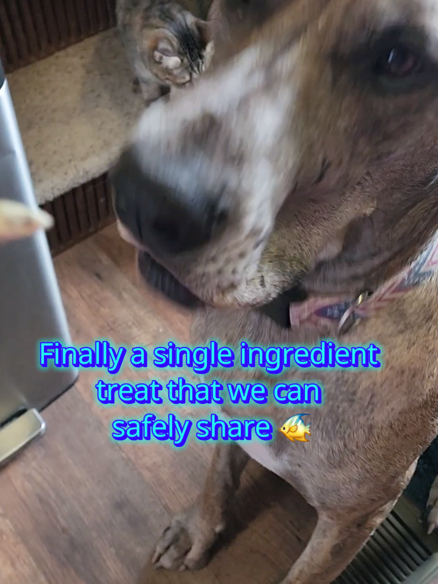 TikTok post by @kingleothegreatdane for All American Canine. Caption reads: @ALL AMERICAN CANINE CO. Freeze-dried Minnows....