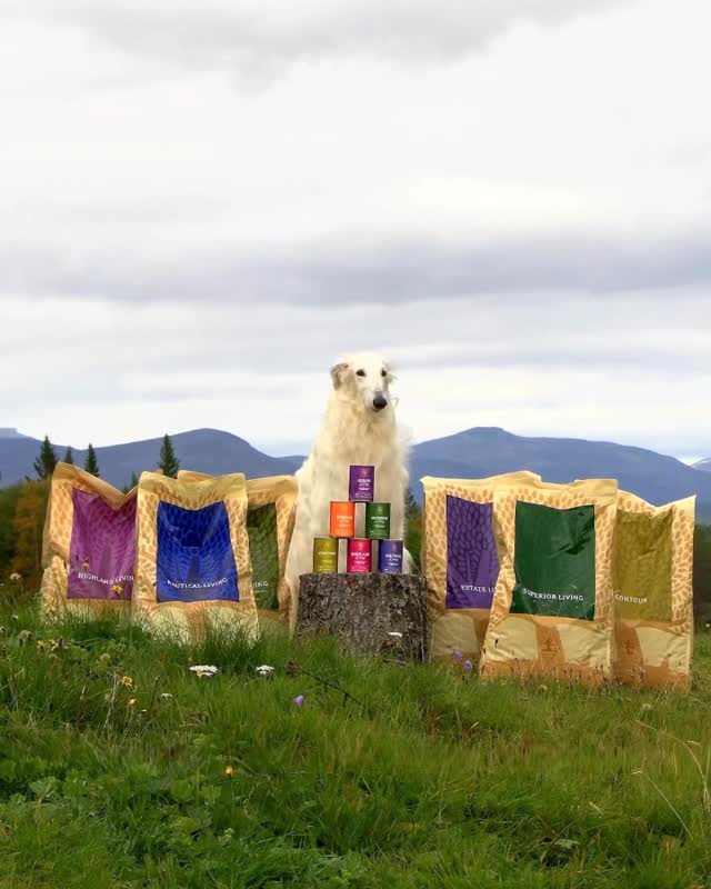 Instagram post by @zarwoe.oligarch for ESSENTIAL FOODS. Caption reads: [...] answer is simple — no never! With....