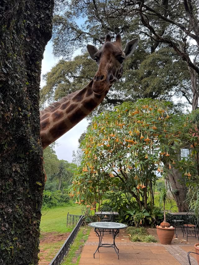 Instagram post by @lucywilliams02 for Antler. Caption reads: It’s a giraffe’s world and we’re just living in it....