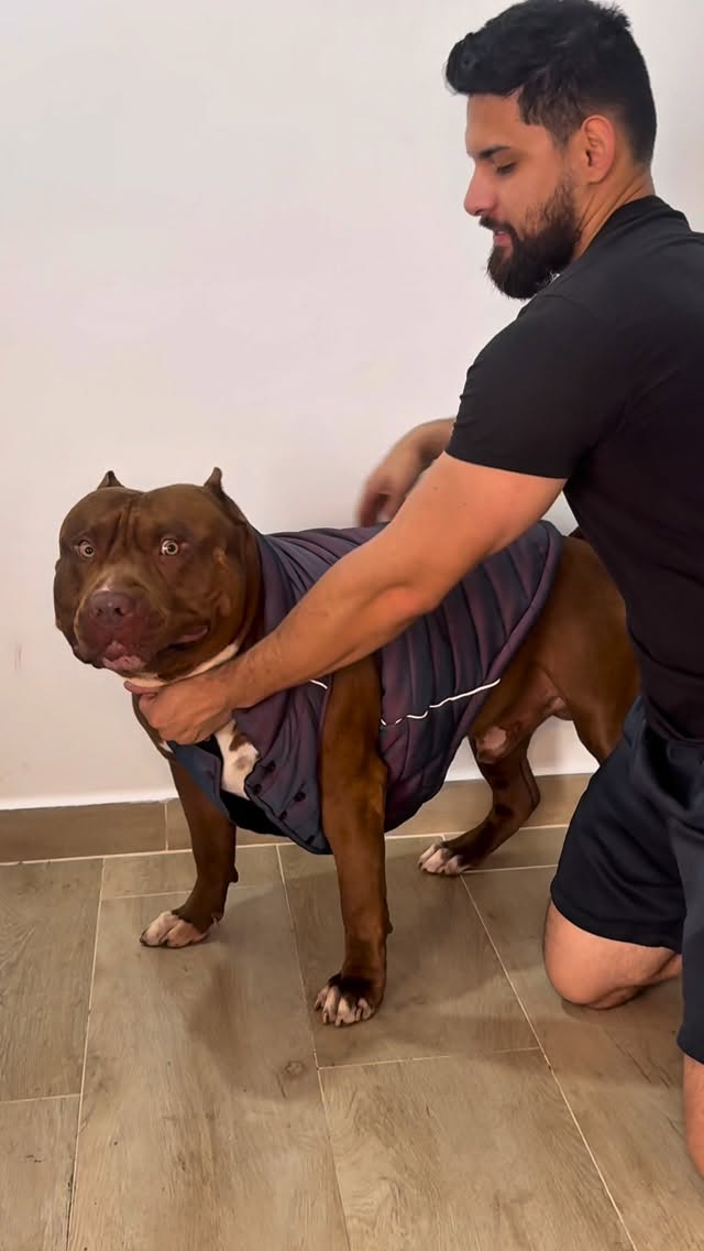 Instagram post by @bratan.pitmonster for Spark Paws. Caption reads: A saga da roupinha do Bratan. #sparkpaws....