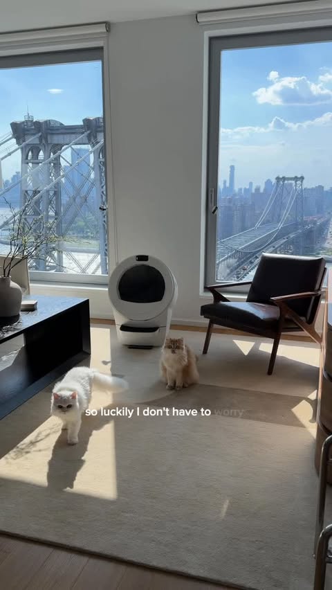Instagram post by @cleothecitykitty for Litter-Robot by Whisker. Caption reads: Everything we do to make sure the cats are set....