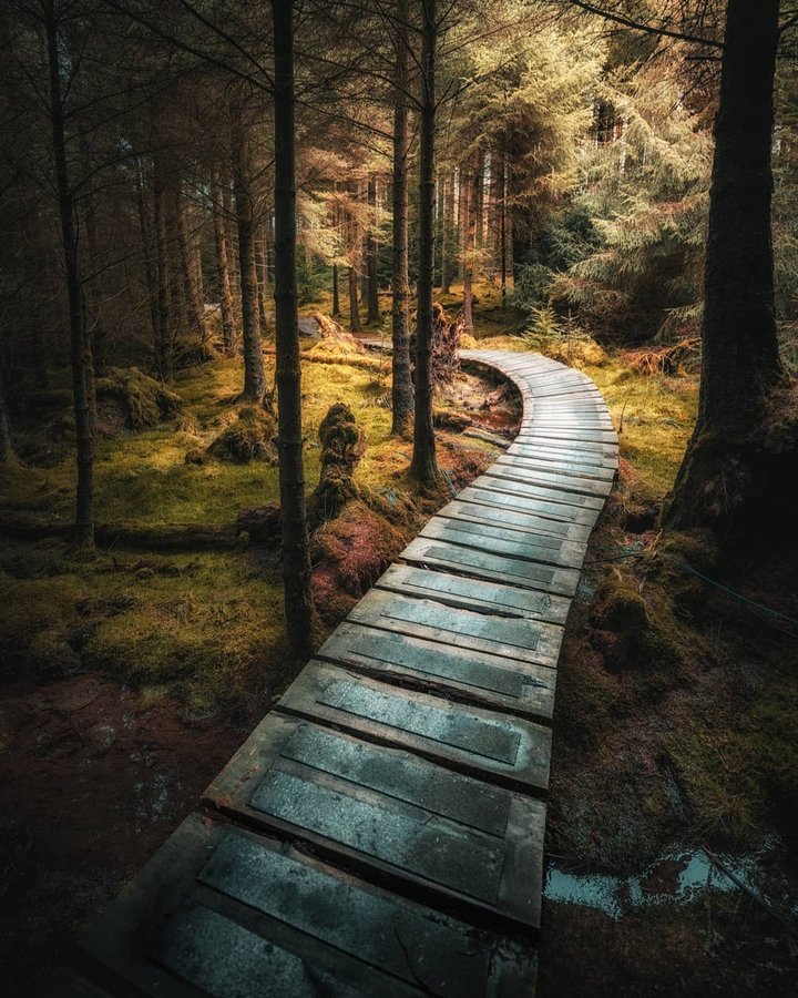 Instagram post by @tyhurstey for Wilderness Culture. Caption reads: Quercus Trail, Whinlatter. One of the closest....