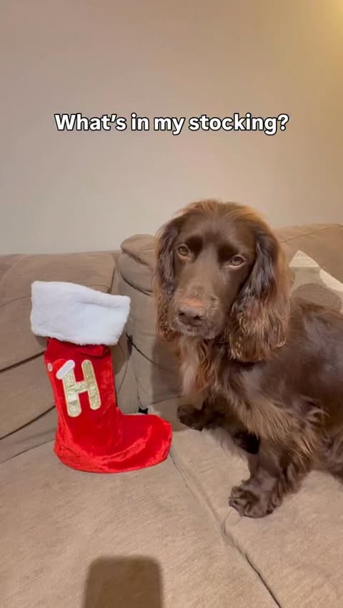 Instagram post by @herbie.werbie for YuMOVE. Caption reads: [...] Guess what I found in my stocking! Only....