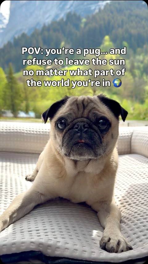 Instagram post by @little_lil_pug for Spark Paws. Caption reads: [...] honestly… game changer. The Spark Paws....