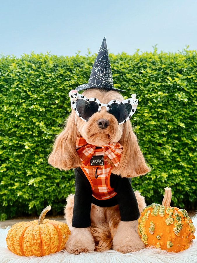 Instagram post by @lily_cute_cavoodle for Sassy Woof. Caption reads: [...] frens a fantastic weekend❤️Lils....