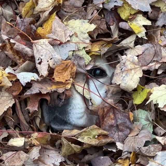 Instagram post by @dognamedstella for Fera Pets. Caption reads: We don’t use a toothbrush any more. It’s like....