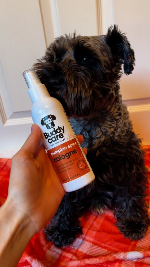 Instagram post by @its_little_eddy for Buddycare Grooming. Caption reads: Pumpkin spice and everything nice 🎃....