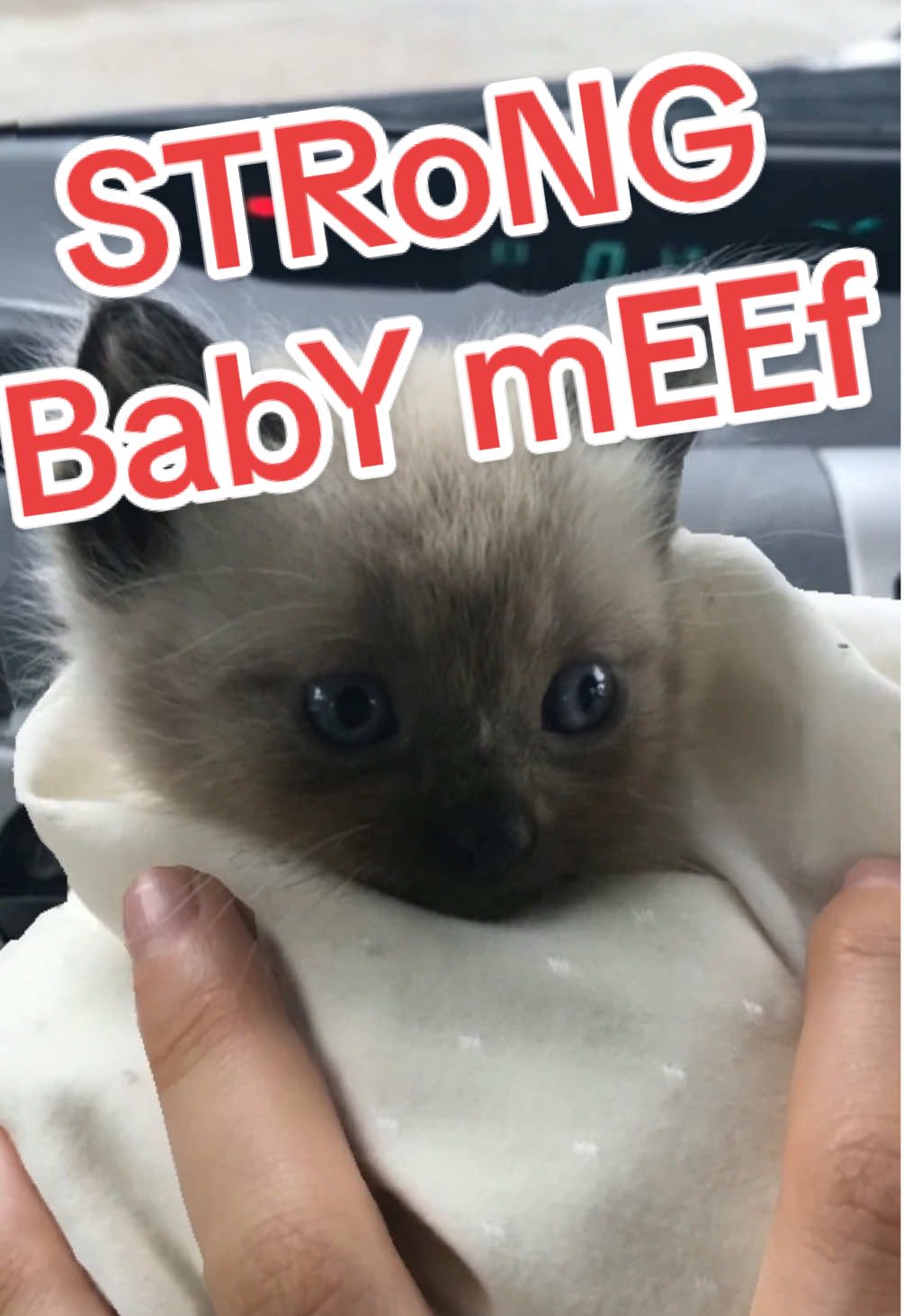 TikTok post by @mervthecat for Stella & Chewy's. Caption reads: BABY MEeF reveal for #StellaGivingTuesday sEe hoW....