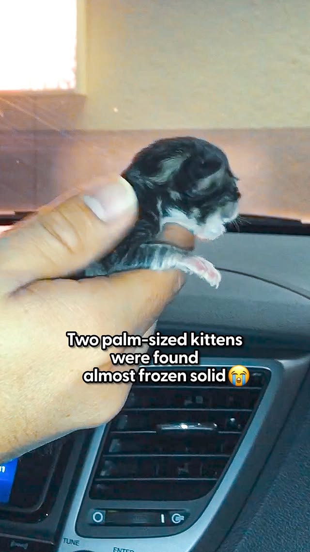 Instagram post by @myfosterkittens for The Dodo. Caption reads: Watch the littlest one go from not eating at all....