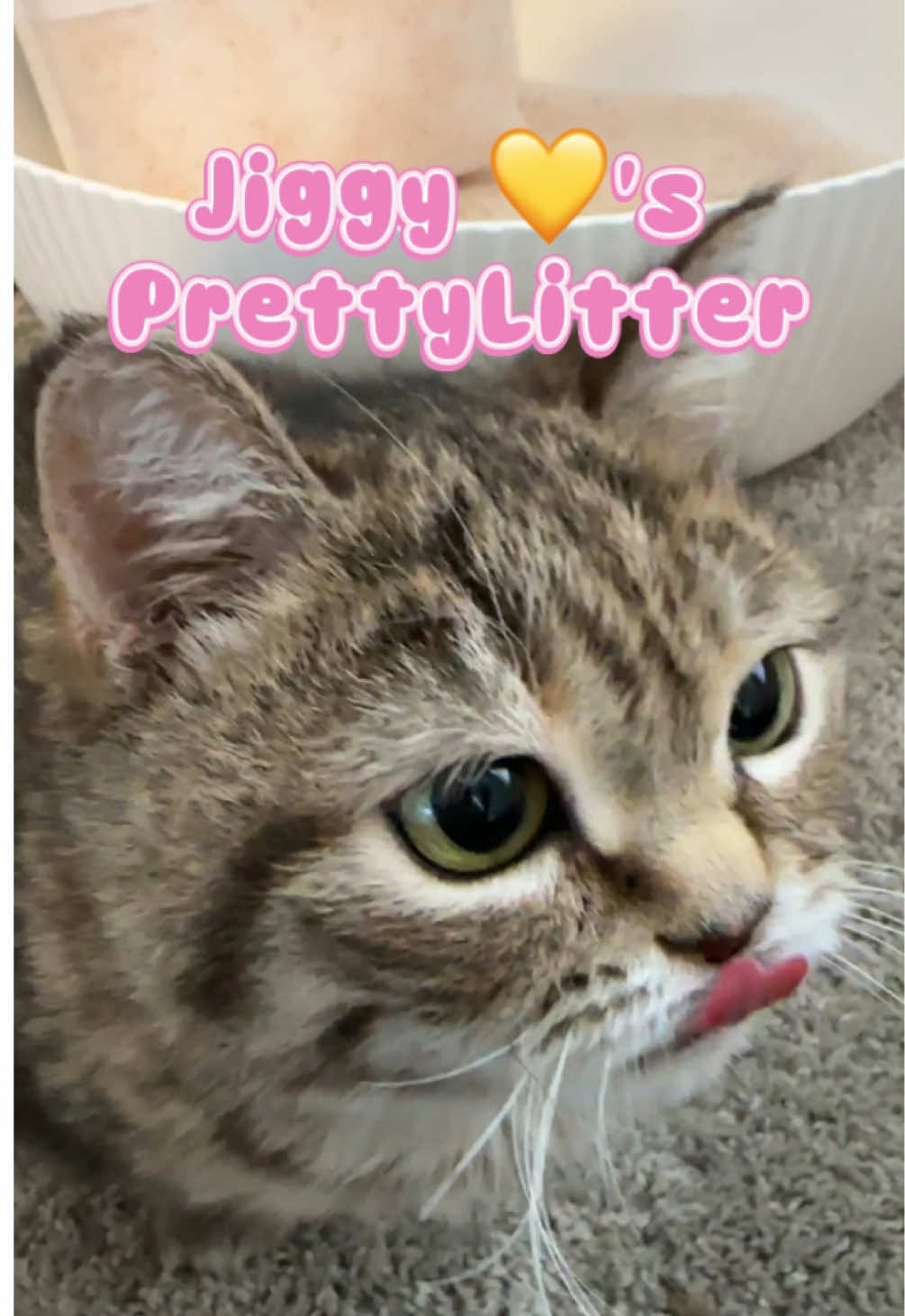 TikTok post by @melodyandjiggy for PrettyLitter. Caption reads: [...] litter box is prettier than yours.....