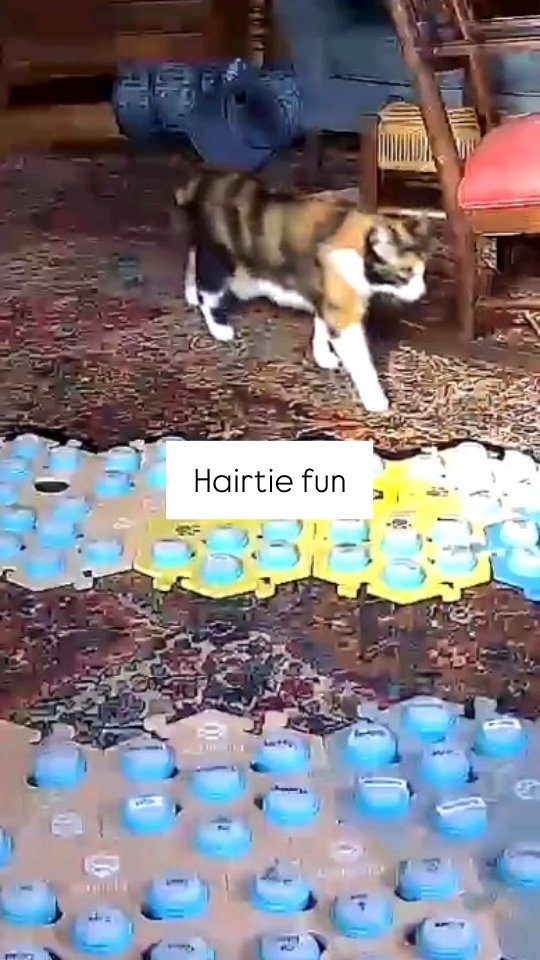 Instagram post by @elsiewants for FluentPet. Caption reads: Elsie will combine the word hairtie with other....