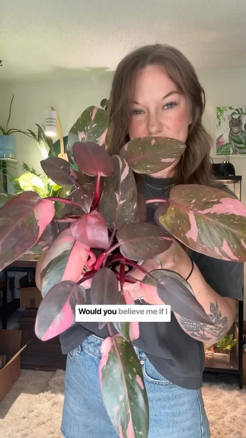 Instagram post by @easygrowing_ for PlantWave. Caption reads: [...] send you the link to this device....