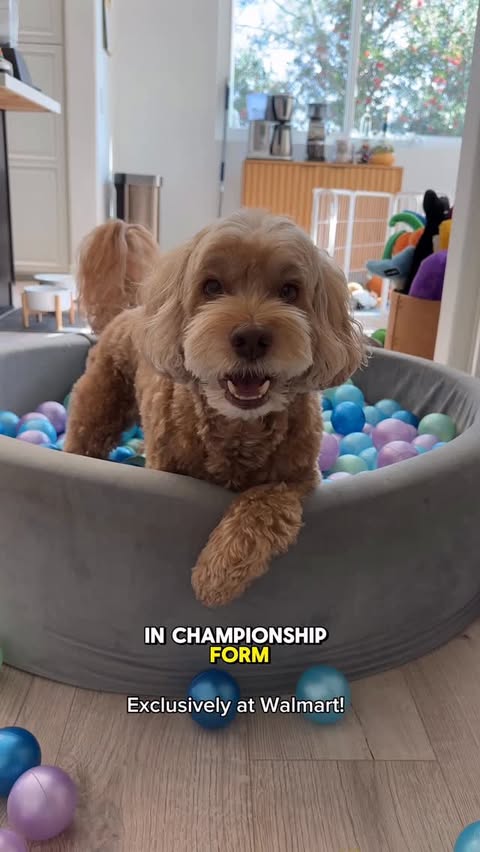 Instagram post by @sampson_the_dood for Brutus Broth. Caption reads: [...] hydration breaks are a must! Baby Brutus....