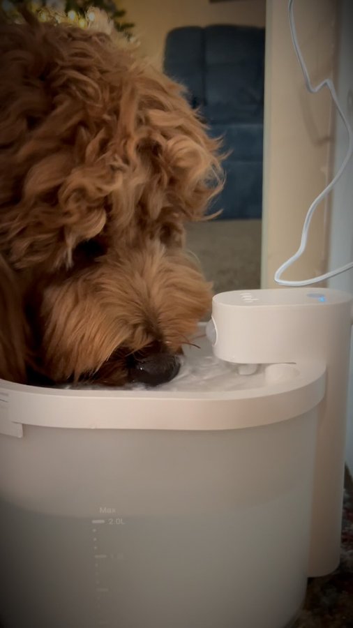 Instagram post by @brendavoliveira_ for Uahpet. Caption reads: Practicality and care for our pet. 🐾

Fresh and....