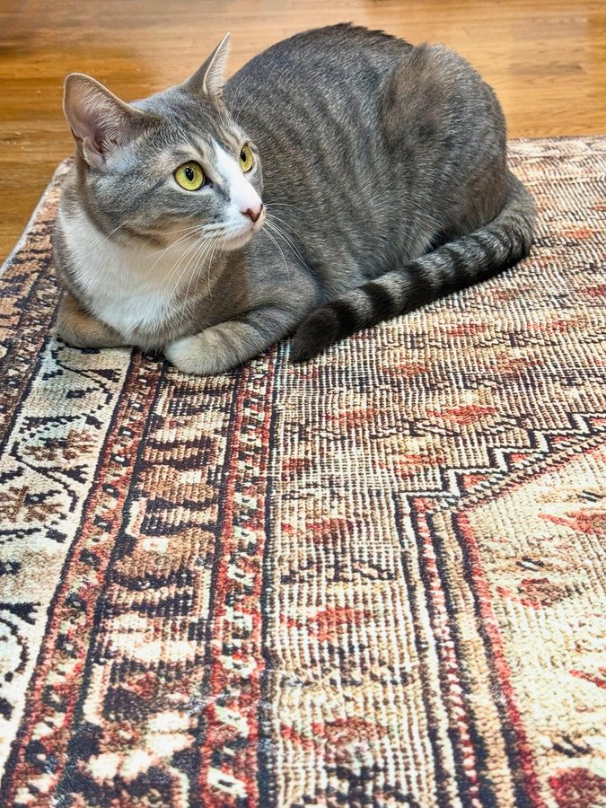 Instagram post by @emmskincare for Influenster. Caption reads: ——FEED BREAK-——⁣
⁣
Hello, Sausages the cat here.....