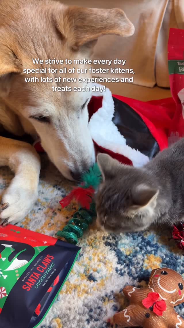 Instagram post by @raylan_the_dog for PetSmart. Caption reads: #Ad Raylan wants to make sure that Minnow’s first....